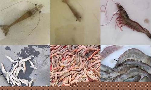 什么原因导致金虾油价格高_虾油重金属