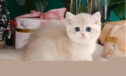 苏州英短蓝金价格_吴江英短蓝猫多少钱一只