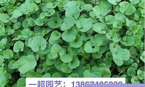 马蹄金对草坪的危害_玉溪草坪马蹄金价钱