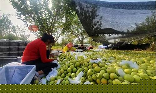 喀什地区汽油价格_喀什油价便宜的地方