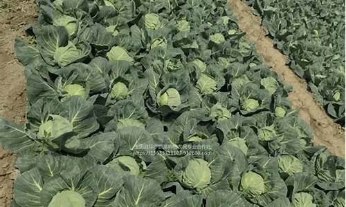 唐山菠萝油价格行情_菠萝油是哪里的小吃
